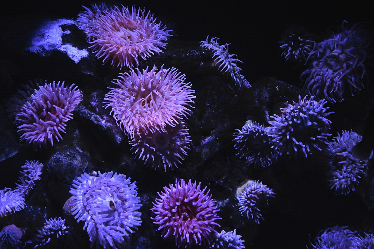 sea anemone, underwater, aquarium, marine, sea anemone, sea anemone, sea anemone, sea anemone, sea anemone, aquarium