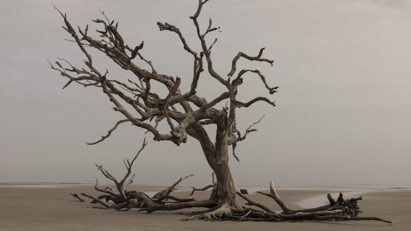 Malaysian Driftwood Aquarium Tannins: Preparation and Use