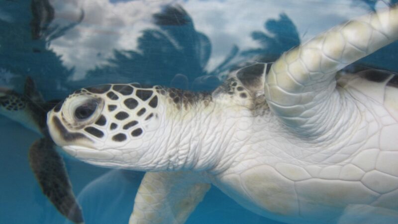 sea turtle, hawaii, aquarium, underwater, nature, marine, life, turtle, blue life, sea turtle, sea turtle, sea turtle, hawaii