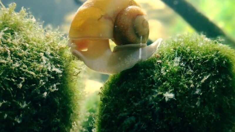 Marimo Moss Ball Care Guide