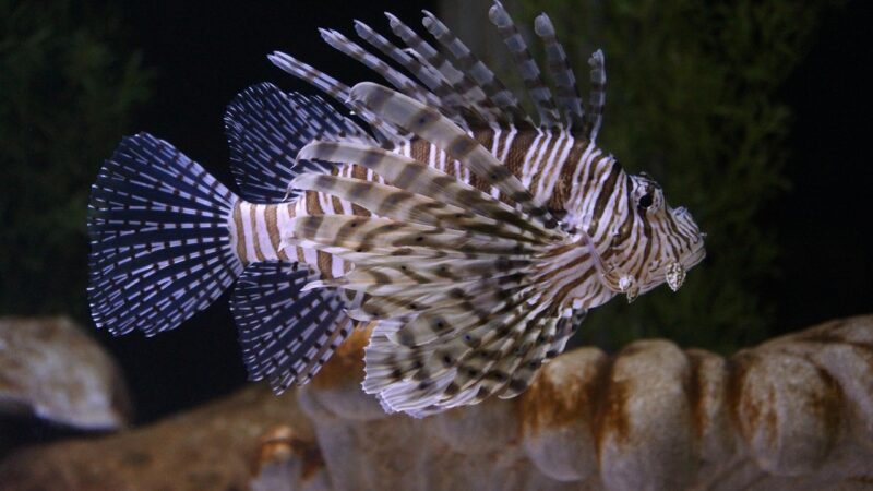 Marine Aquarium Equipment Checklist: Everything You Need