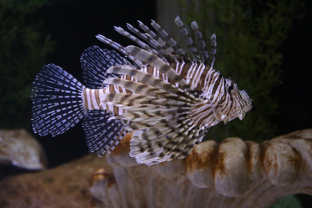 Marine Aquarium Equipment Checklist: Everything You Need