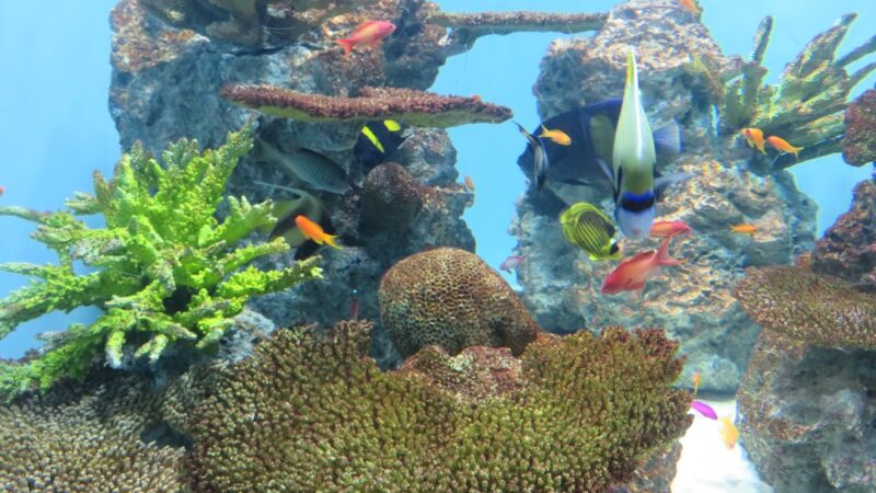 a large aquarium filled with lots of different types of fish