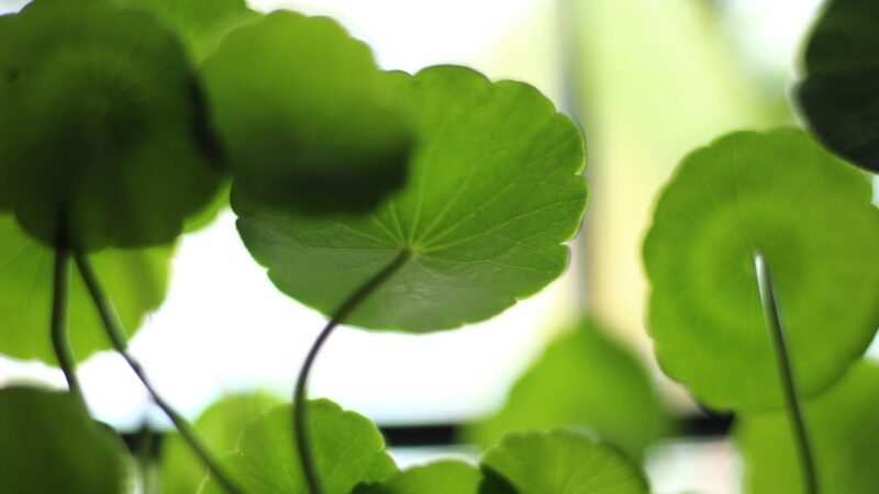 Marsilea Hirsuta Care Guide: The No-CO2 Carpet Plant