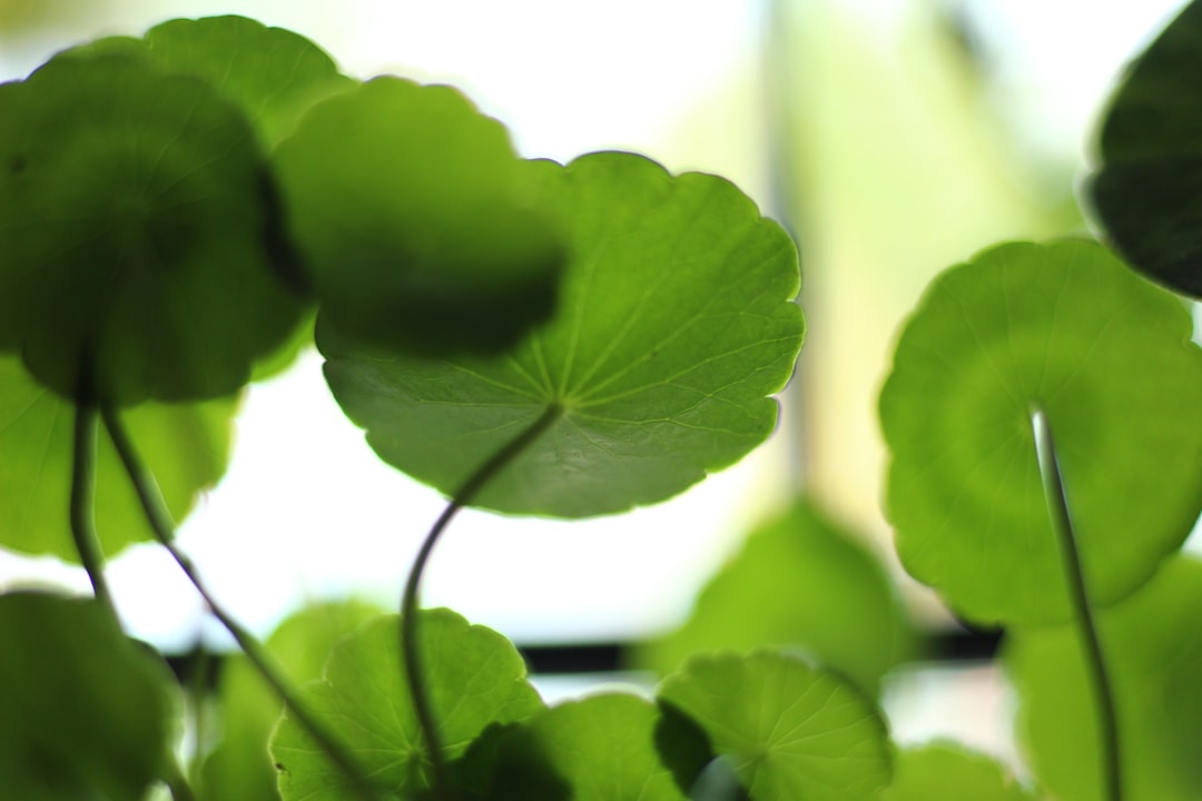 Marsilea Hirsuta Care Guide: The No-CO2 Carpet Plant