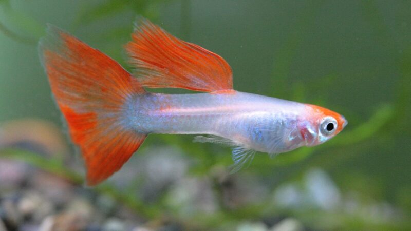 aquarium, tropical fish, nature, fish, guppy