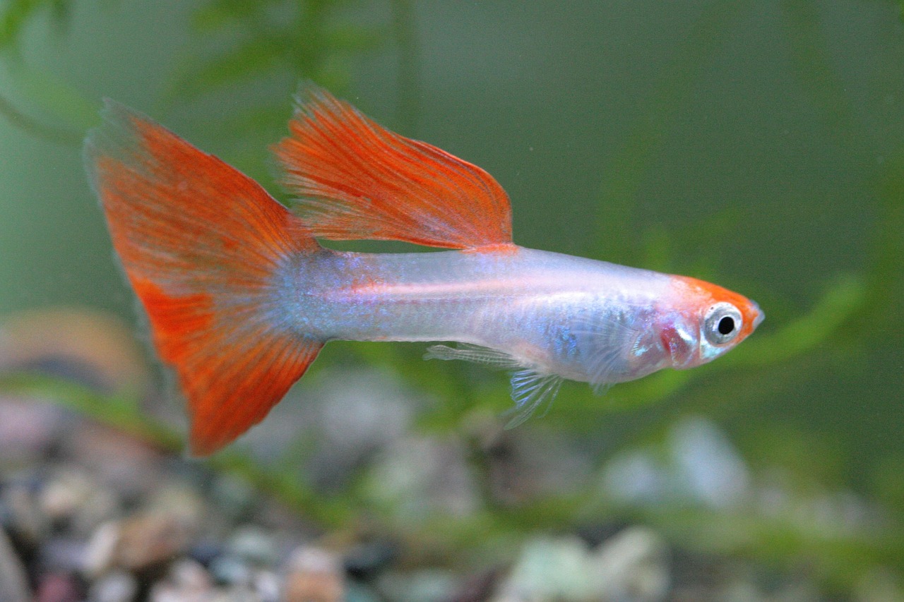 aquarium, tropical fish, nature, fish, guppy