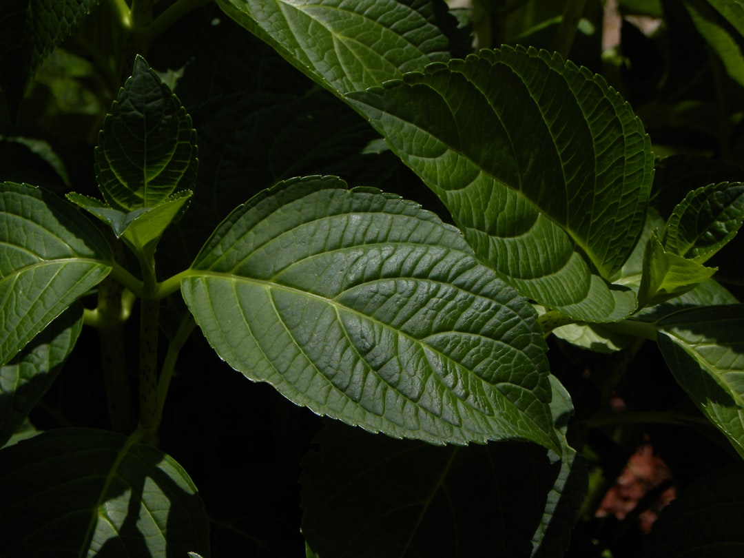 Red Zebra Cichlid Care Guide