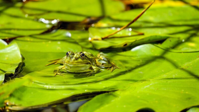 mexican cenote biotope aquascape planted aquarium aquascape — featured image for mexican cenote biotope aquascape