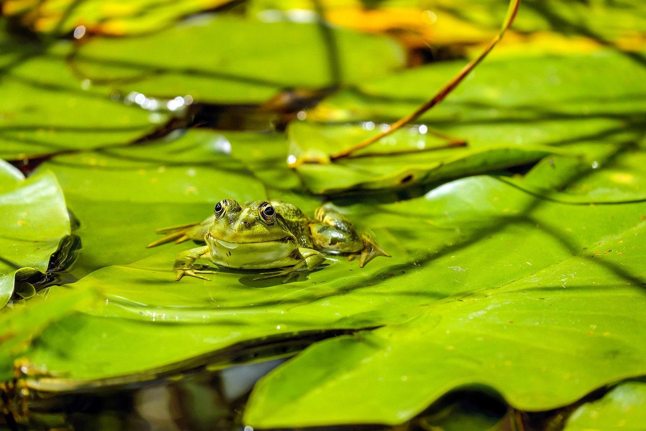 mexican cenote biotope aquascape planted aquarium aquascape — featured image for mexican cenote biotope aquascape