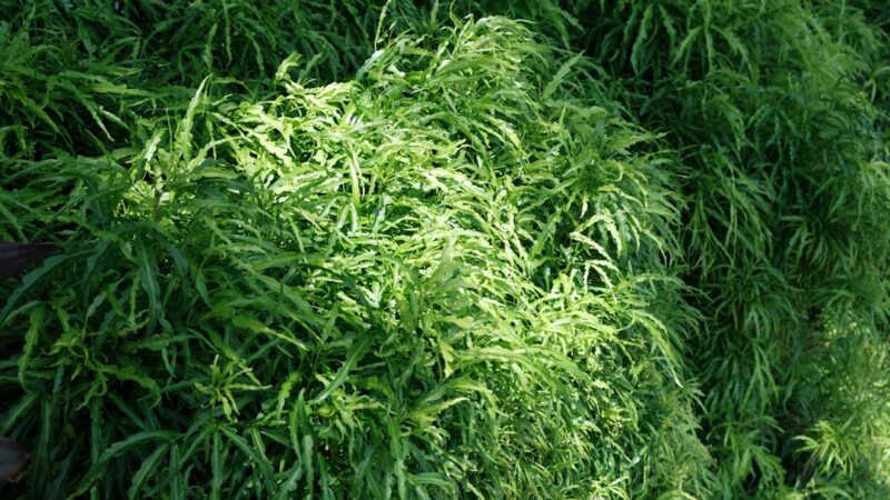 Microsorum Pteropus Varieties: Every Java Fern Type Compared