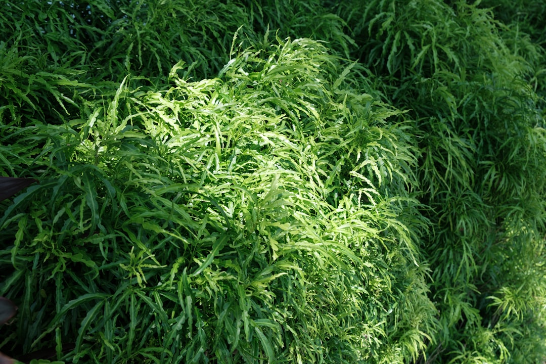 Microsorum Pteropus Varieties: Every Java Fern Type Compared