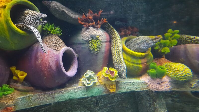a group of different types of sea life in an aquarium
