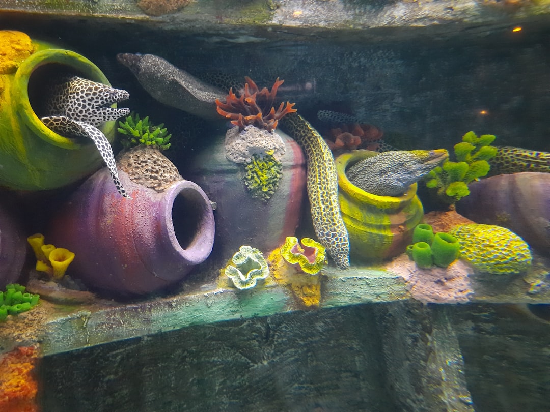 a group of different types of sea life in an aquarium