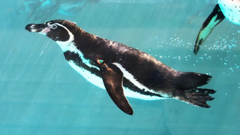 penguins, bird, swim swim, aquarium, nature, flightless, animal, zoo, japan