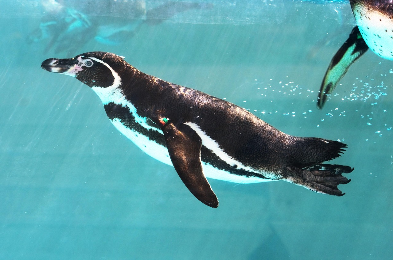 penguins, bird, swim swim, aquarium, nature, flightless, animal, zoo, japan