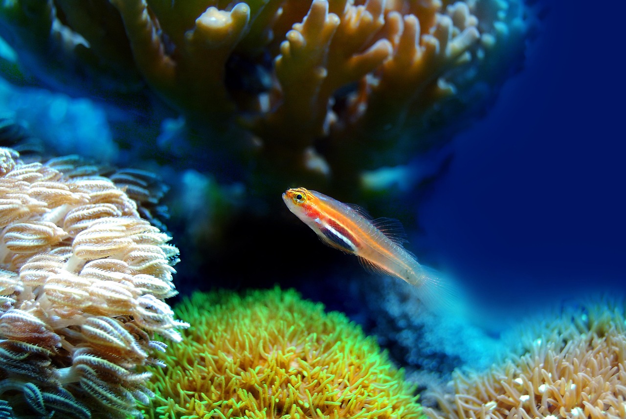 fish, coral, sea, underwater, reef, water, marine, ocean, animal, aquatic, life, aquarium, nature, wildlife, aqua, saltwater,