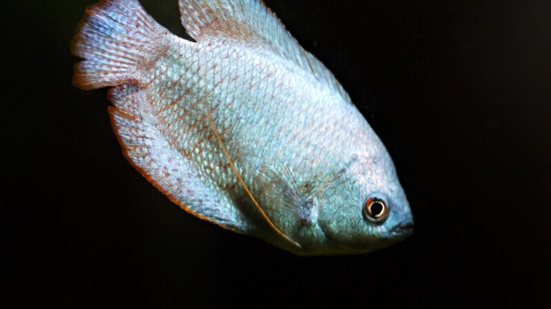 gourami, scrubby, male, nature, aquarium, fish, freshwater, tropical, blue