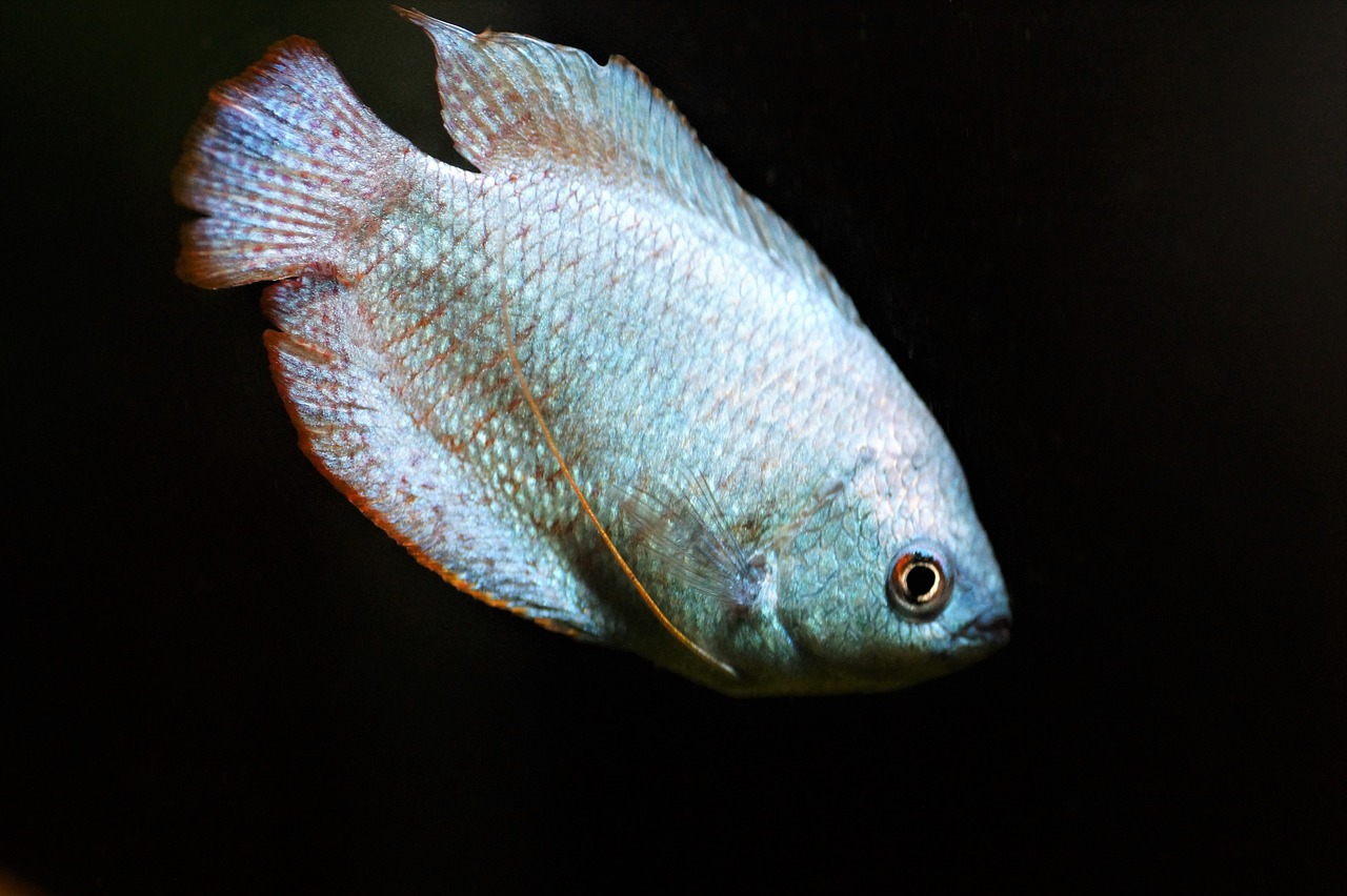 gourami, scrubby, male, nature, aquarium, fish, freshwater, tropical, blue