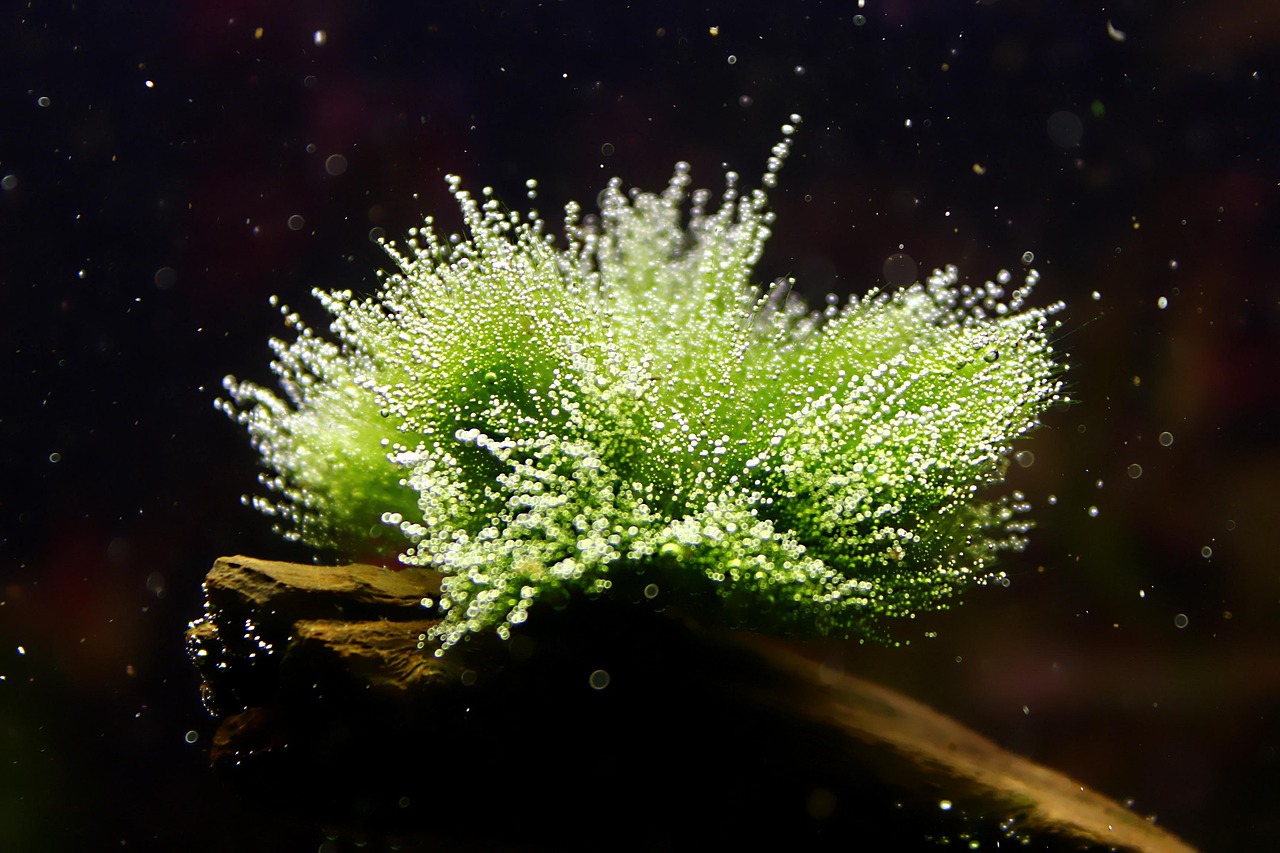 Aquarium Moss Turning Brown Causes Guide: Flow and Lighting