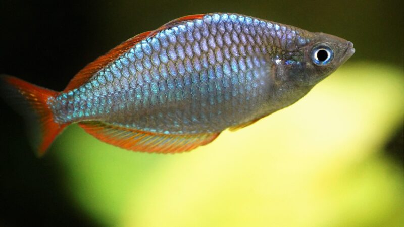 mother plant maintenance planted aquarium — featured image for mother plant maintenance guide