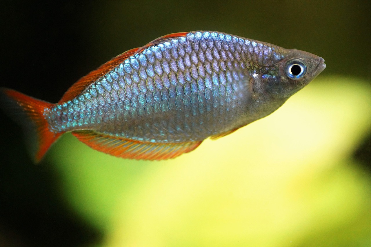 mother plant maintenance planted aquarium — featured image for mother plant maintenance guide