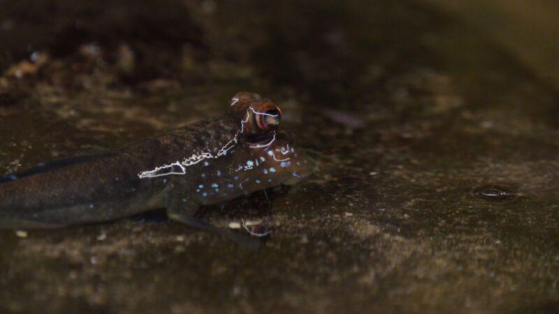 Mudskipper Care Guide: The Fish That Walks on Land