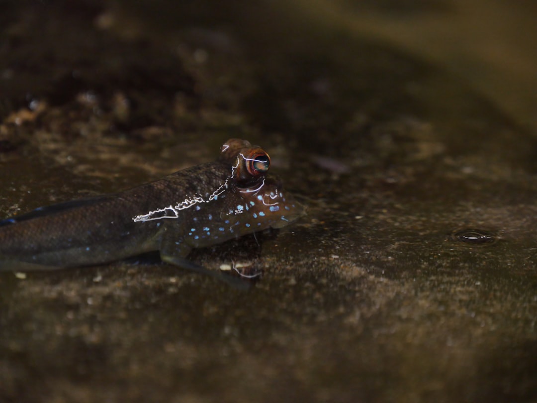 Mudskipper Care Guide: The Fish That Walks on Land