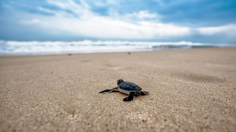 turtle, baby turtle, beach, chick, young, sand, sandy, coast, nature, animal, reptiles, wild animals, wildlife pictures, sea