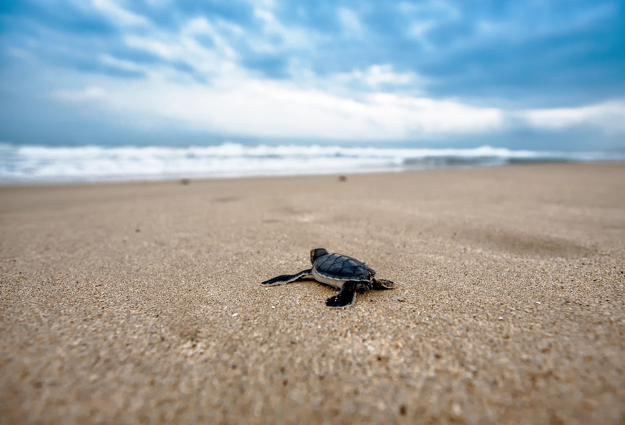 turtle, baby turtle, beach, chick, young, sand, sandy, coast, nature, animal, reptiles, wild animals, wildlife pictures, sea