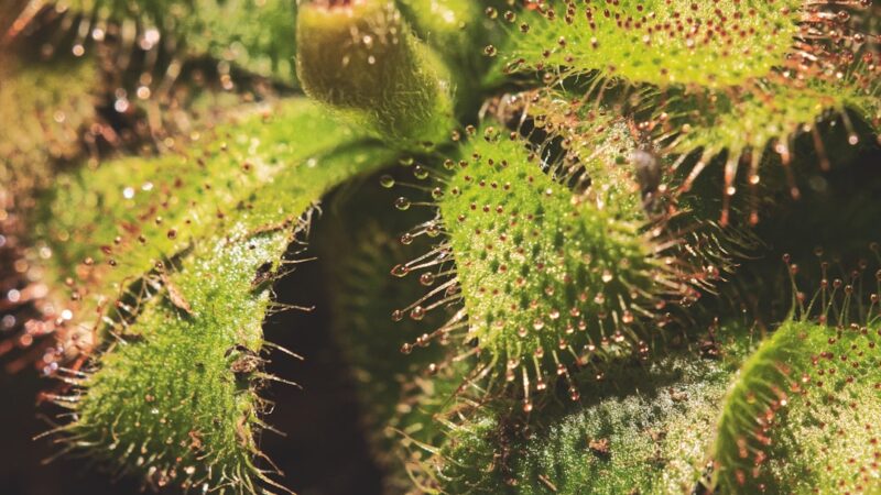 Myriophyllum Mattogrossense Care Guide: Feathery Red Stems