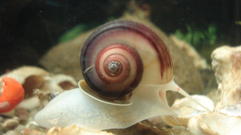 Mystery Snail Care Guide: Pomacea Bridgesii Colour Varieties and Breeding