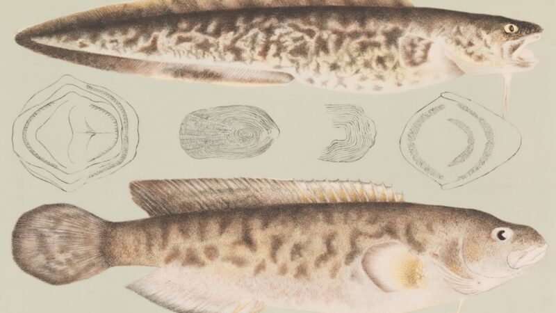 Neolamprologus Brichardi Care Guide