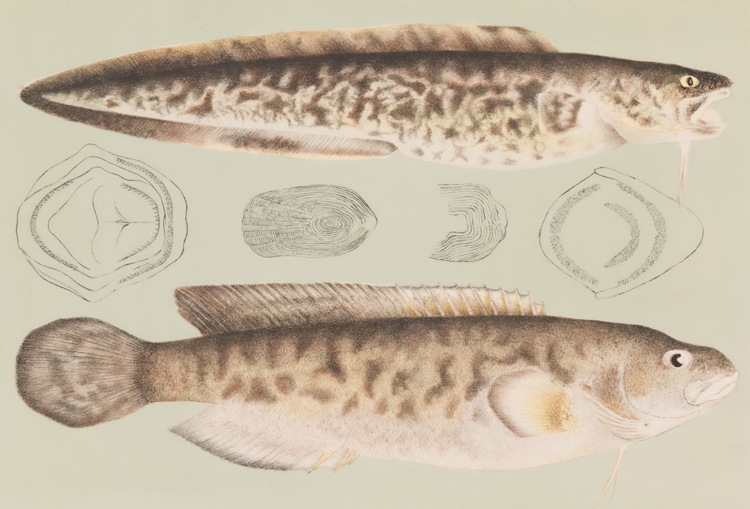 Neolamprologus Brichardi Care Guide