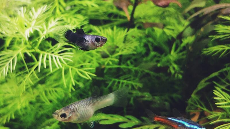 Neon Fish Tank Complete Guide: Blacklight and UV Glow