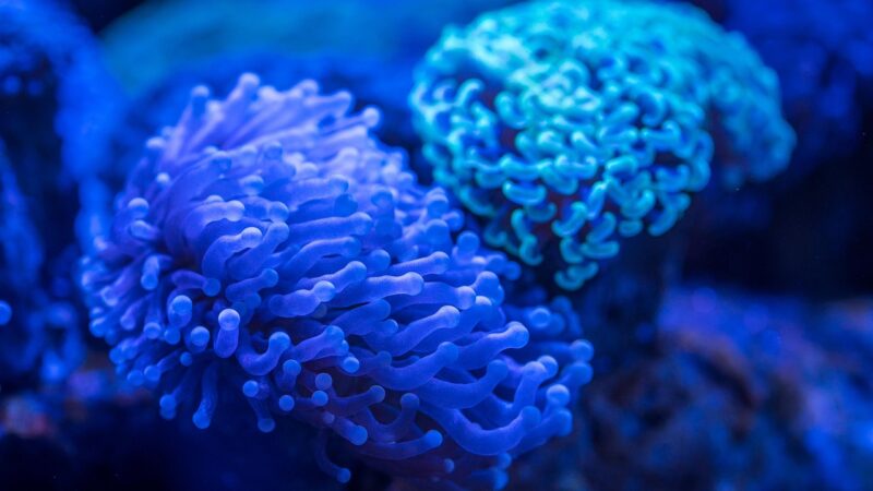 coral, polyp, aquarium