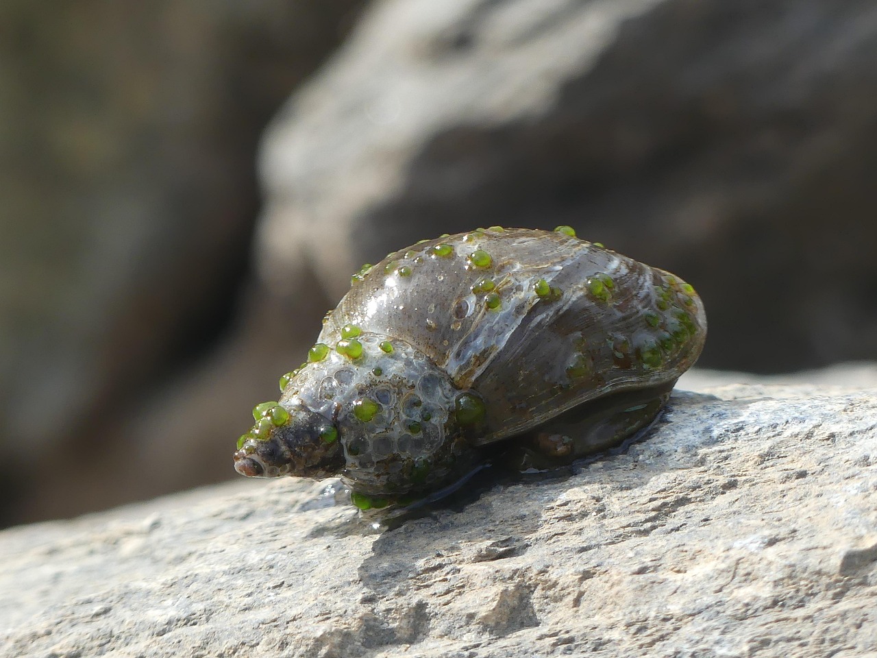 Nerite Snail FAQ: Eggs Lifespan Algae Eating