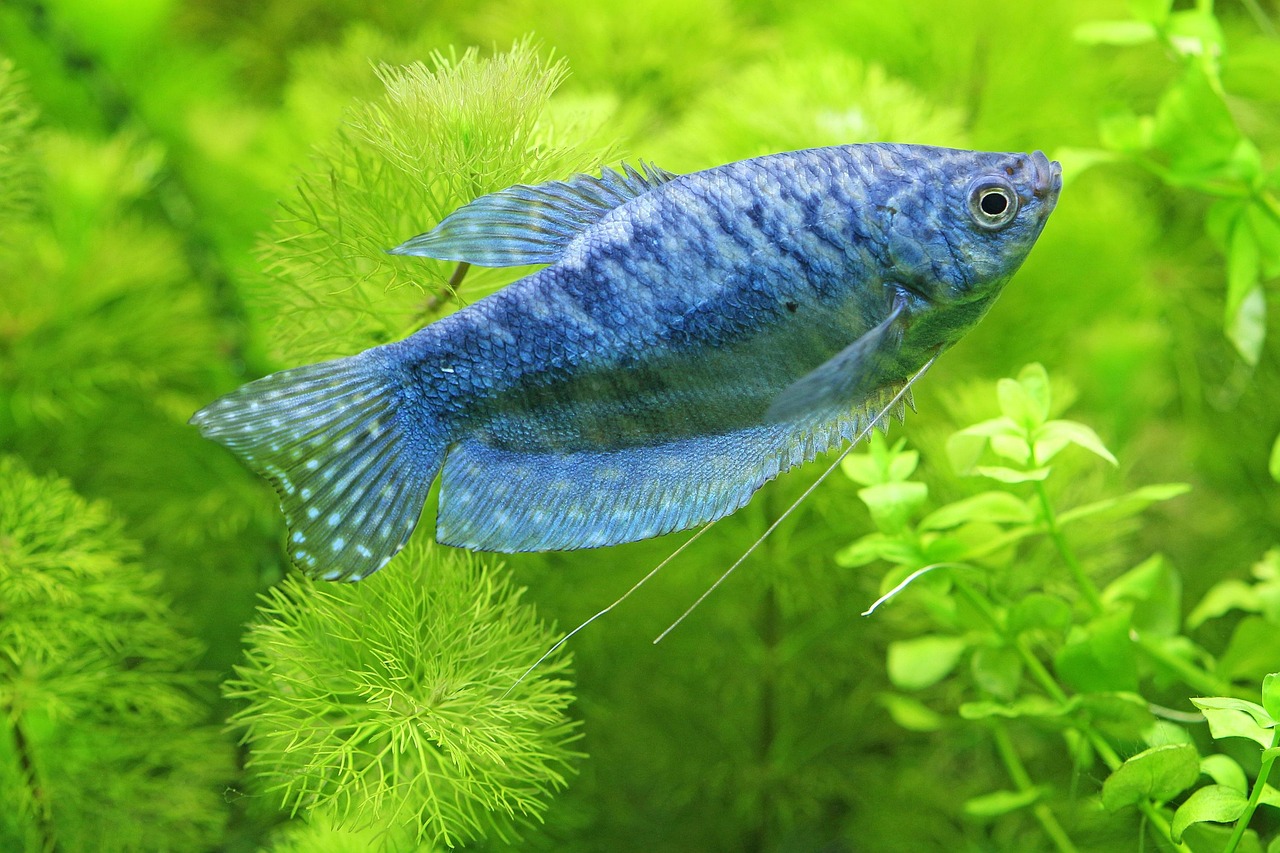 hobby, aquaristic, aquarium, underwater, freshwater, freshwater fish, gurami, blue, blue gourami, aquarium, aquarium, aquariu