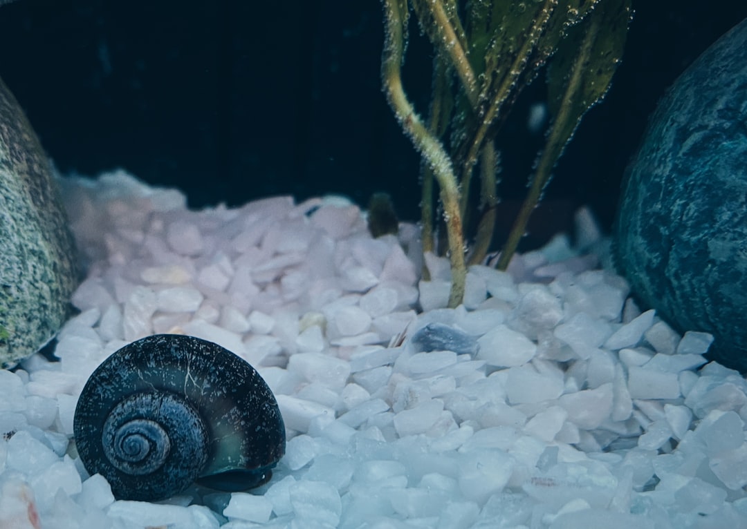 Nerite Snail vs Mystery Snail