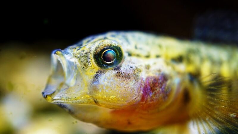 Nicaraguan Cichlid Care Guide: Gold and Turquoise Powerhouse