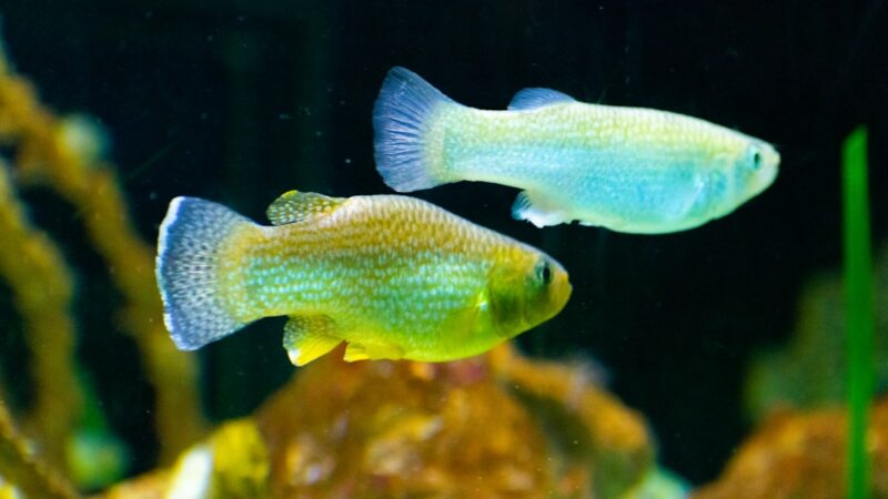 Norman's Lampeye Killifish Care Guide