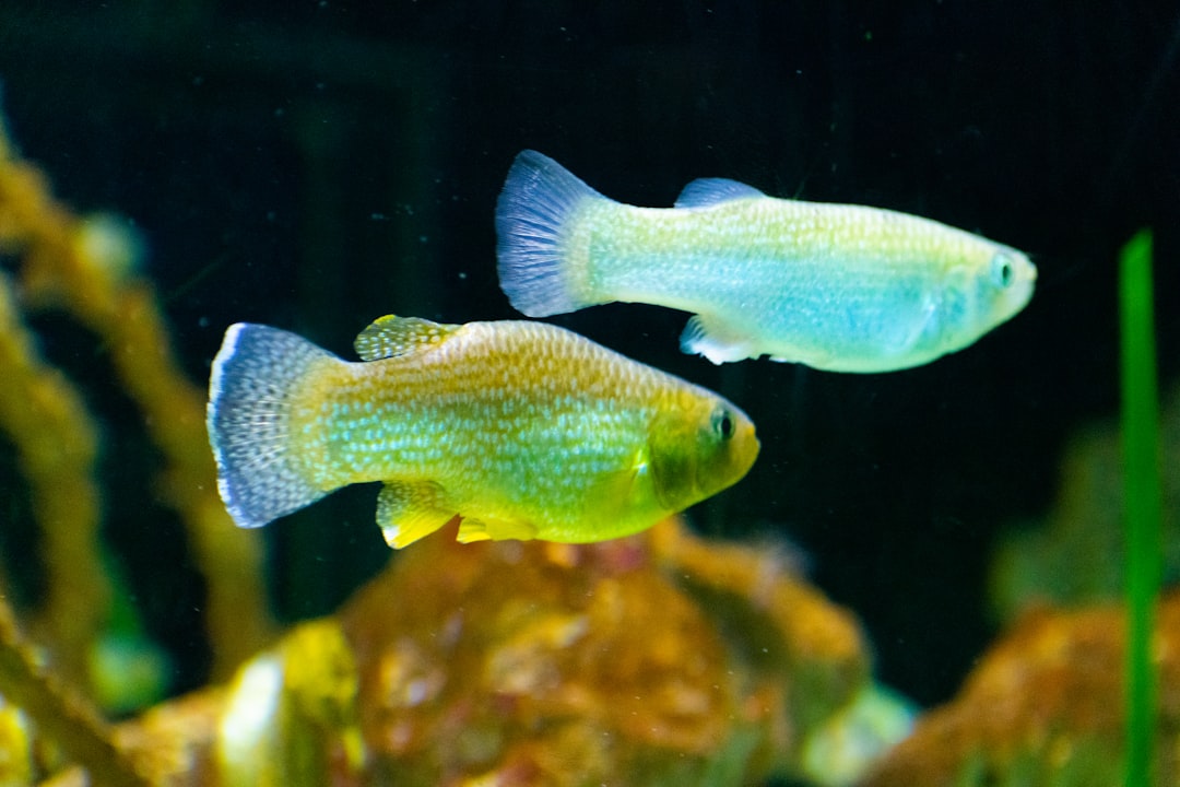 Norman's Lampeye Killifish Care Guide