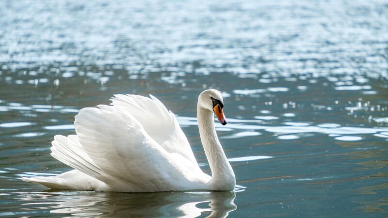 swan, bird, water bird, water, lake, pond, animal, nature