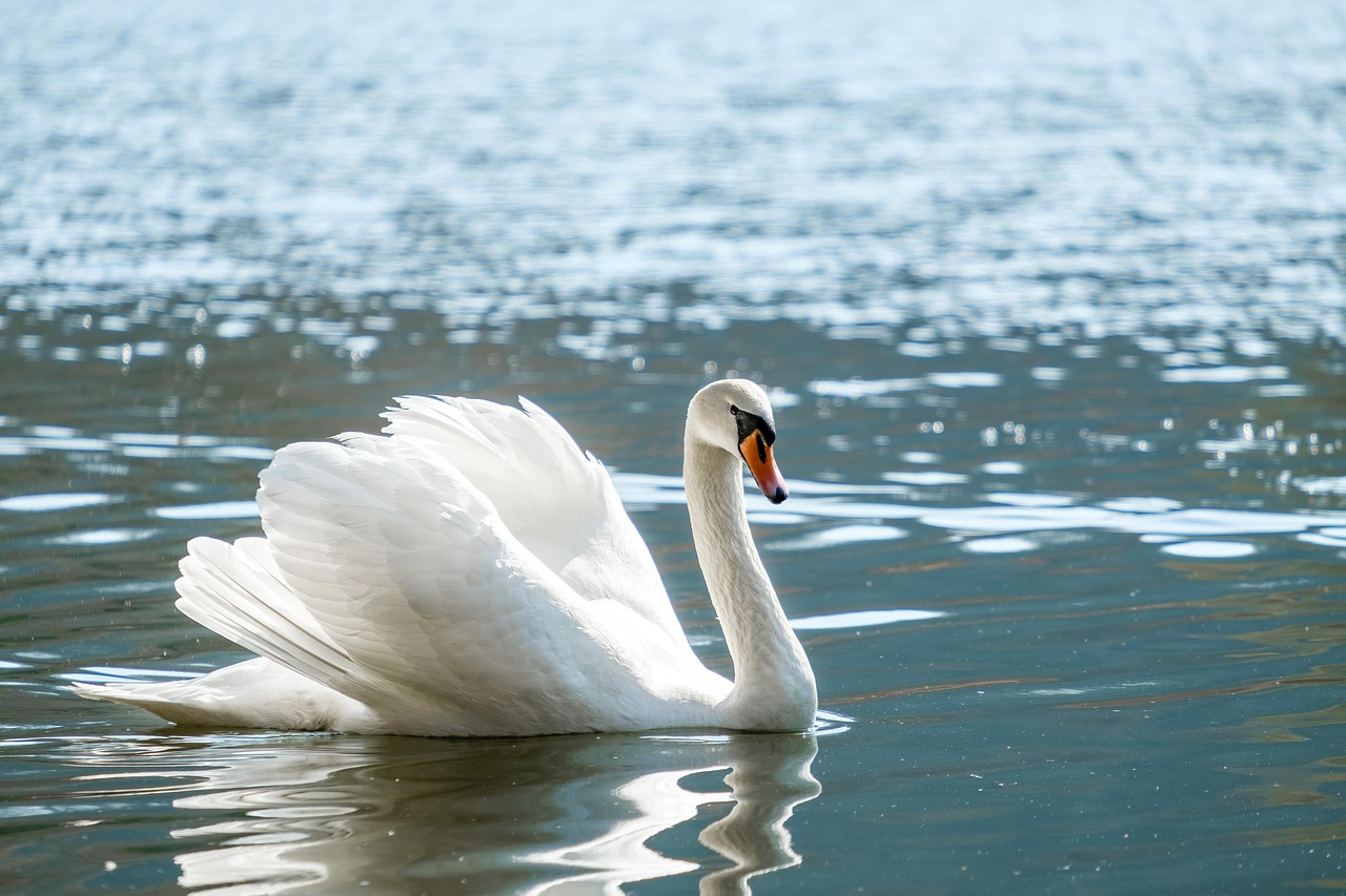 swan, bird, water bird, water, lake, pond, animal, nature