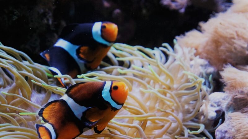 a couple of clown fish sitting on top of a coral