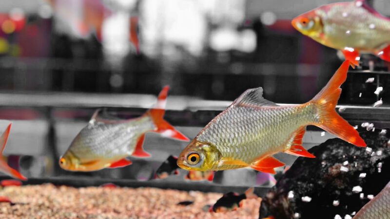 Odessa Barb Care Guide: The Underrated Red Gem