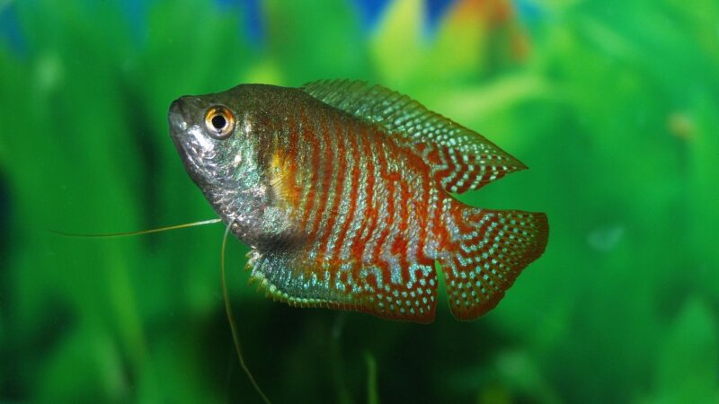 fish, gourami, tank, underwater, tropical, life, wildlife, aquatic, exotic, ecosystem, creature, animal, nature, green life,