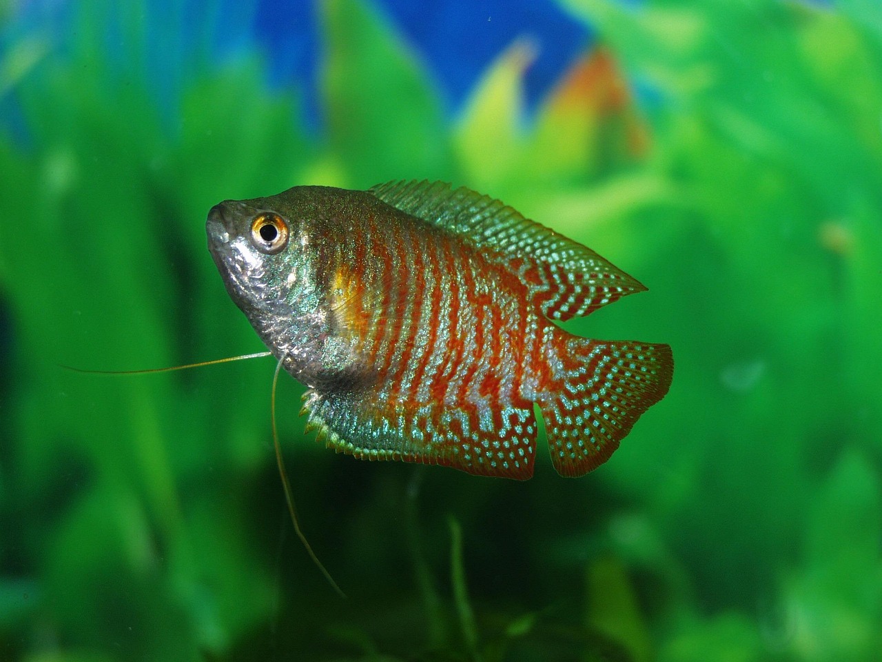 fish, gourami, tank, underwater, tropical, life, wildlife, aquatic, exotic, ecosystem, creature, animal, nature, green life,