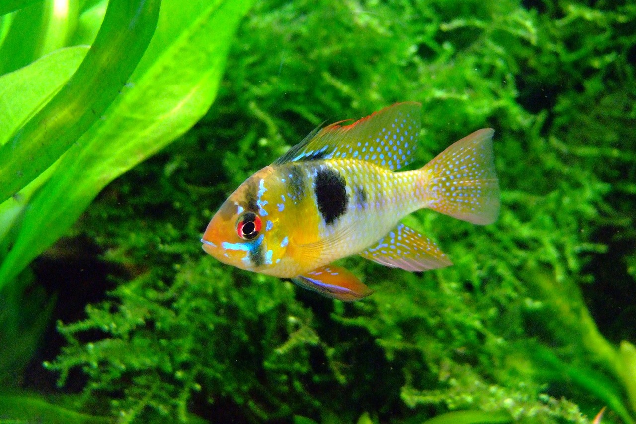 Orange Chromide Cichlid Brackish Care Guide