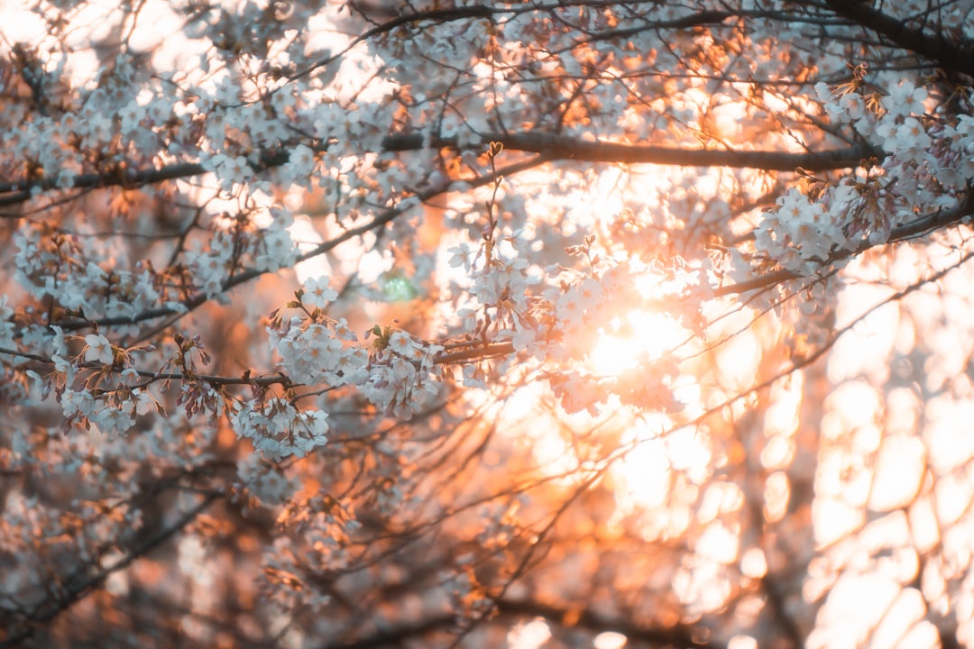 High-Grade Orange Sakura Shrimp Care Guide